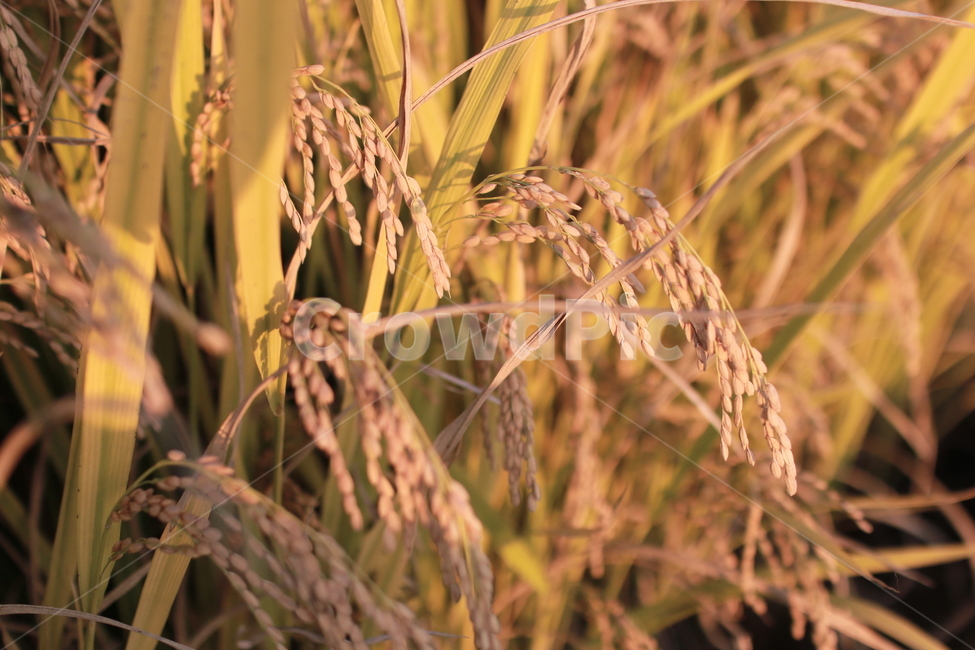 벼,가을,해질녘,가을볕,쌀,가을,계절,fall,autumn,season,곡류,곡식,cereals,산업,industry,industrial,농업,농사,agriculture,farming,farming industry,vegetation,초목,plant,식물