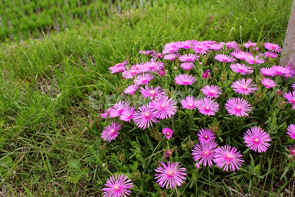 colorful,flower,garden,green,natural,nature,pink,plant,purple,violet,꽃,생화,식물,그린,녹색,정원,공원,핑크,분홍색,퍼플,보라색,자연,풀,꽃잔디,잔디,잔디밭,플라워,송엽국,식물,자연,plants,nature,꽃,flower