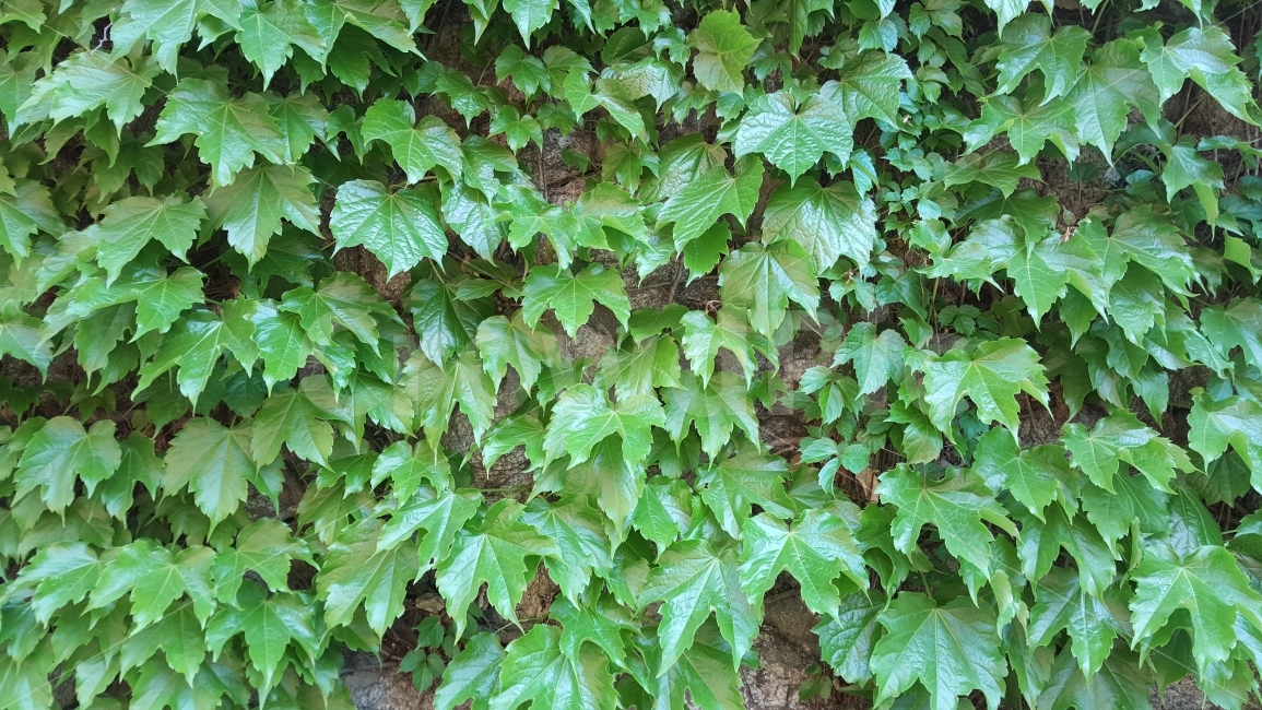 녹색,넝쿨,담장,풀,여름,식물,자연,plants,nature