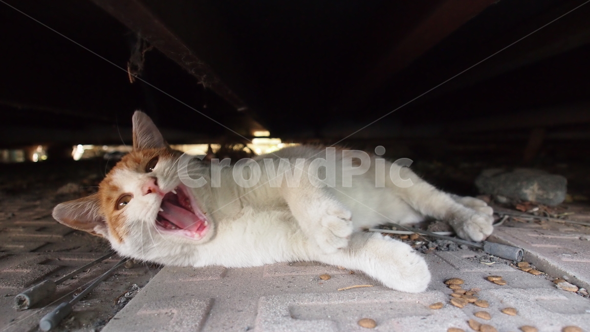 pet,애완동물,animal,동물,cat,고양이,포유류,길고양이,치즈태비,하품하는고양이