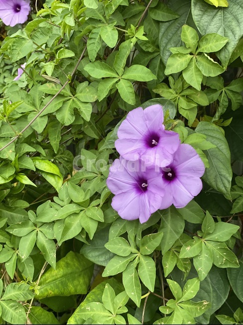 plant,식물,blossom,꽃,geranium,flower,제라늄,garden,식물,자연,plants,nature,꽃,flower