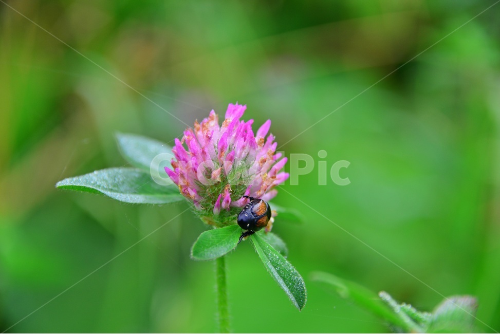 plant,식물,blossom,flower,꽃,엉겅퀴,엉겅퀴꽃,보라색,보라색꽃,식물,자연,plants,nature,꽃,flower
