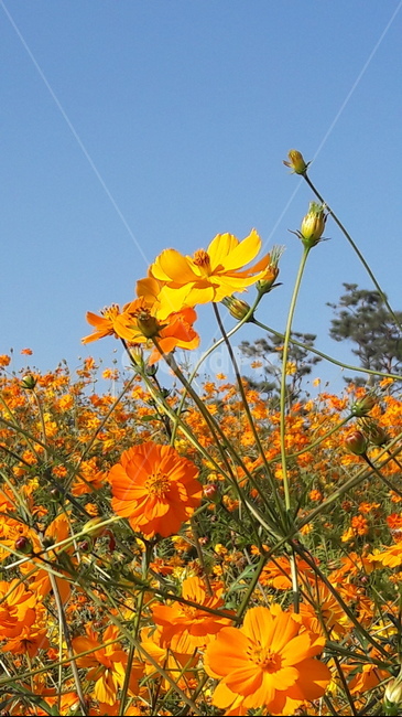 하늘,코스모스,꽃,황화코스모스,나무,가을,계절,fall,autumn,season,식물,자연,plants,nature,꽃,flower,plant,field,들