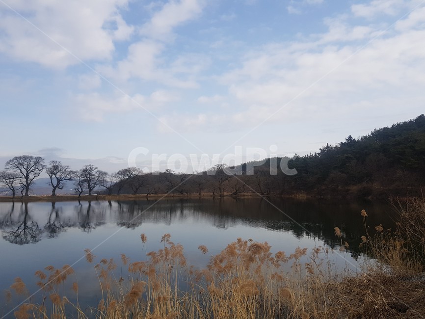 갈대,산,하늘,물,연못,나무,풍경,배경