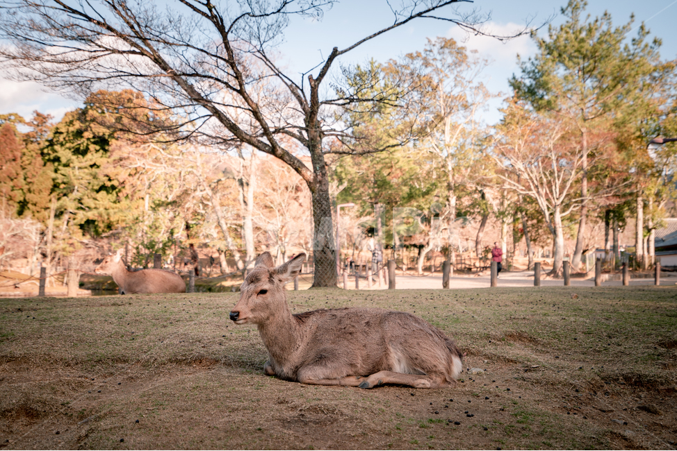사슴,공원,동물,고라니,자연,나무,일본,나라,꽃사슴,animal,deer,park,nature,tree,japan,nara