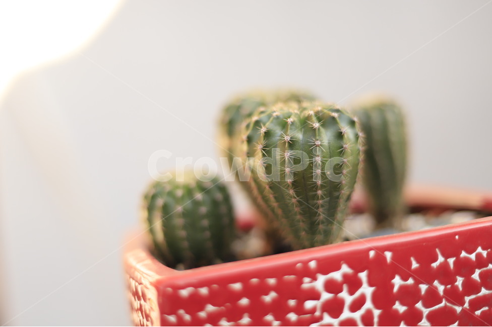 식물,선인장,미니화분,plant,초록색,납작한식물,cactus,다육식물,플랜테리어,planterior,빨간색,red,화분,빨간화분,식물,자연,plants,nature