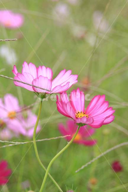강변,꽃,가을,코스모스,공원,가을,계절,fall,autumn,season,식물,자연,plants,nature,꽃,flower,plant
