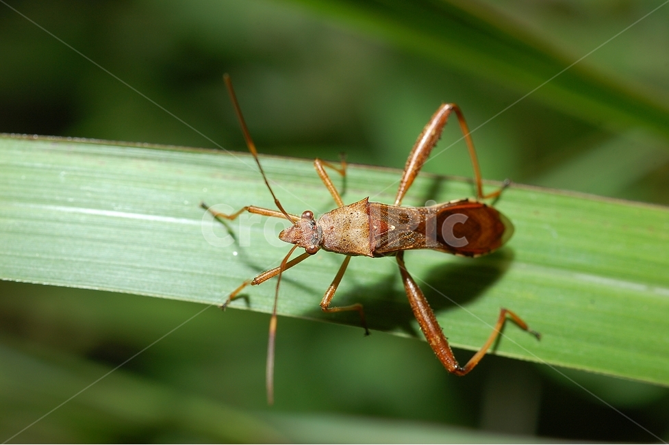 자연,곤충,벌레,접사,클로즈업,macro,micro,노린재,톱다리개미허리노린재,stinkbug,bug,insect,동물,animal,곤충,벌레,insect,bug