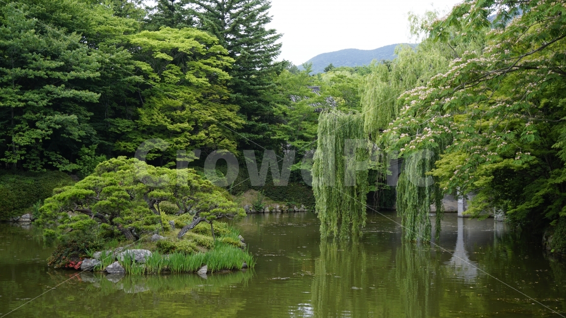 연못,정원,풍경,분재,인공연못,자연,힐링,경주,불국사,자연,풍경,nature,landscape,여름,계절,summer,season,tree,나무,plant,식물