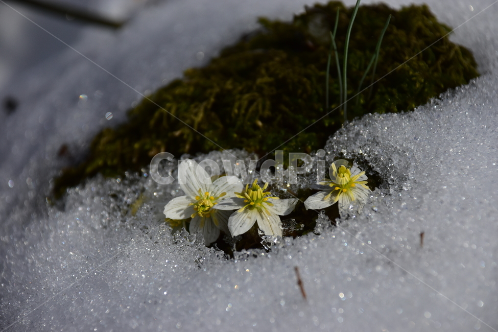 모데미풀,야생화,봄,눈,설중,꽃,풀꽃,자연,식물,식생,감성,힐링,plants,nature,spring,season,flower,emotion,feeling,흰색,초본,너도바람꽃속