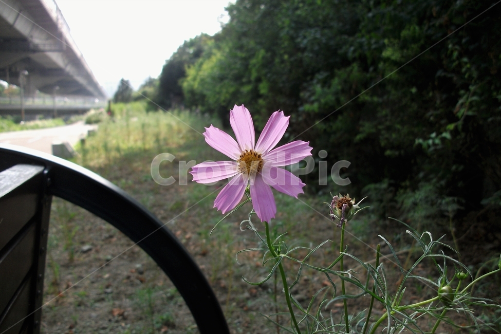 코스모스,꽃,식물,자연,늦여름,가을,가냘픈,가녀린,cosmos,plant,bloom,flower,latesummer,fall,감성,꽃잎,분홍색,역광,계절,식물,자연,plants,nature,꽃,flower