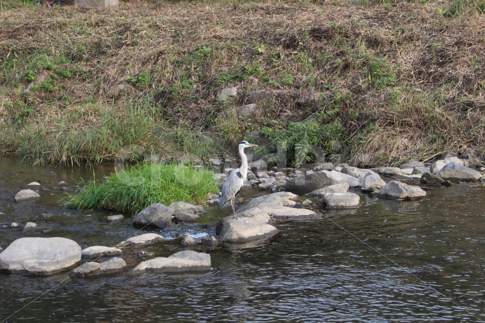 물,냇가,강,강가,징검다리,돌,다리,새,동물,야외,나들이,소풍,풀,자연,풍경,nature,landscape,조류,새,birds,animal,bird,waterfowl,물새