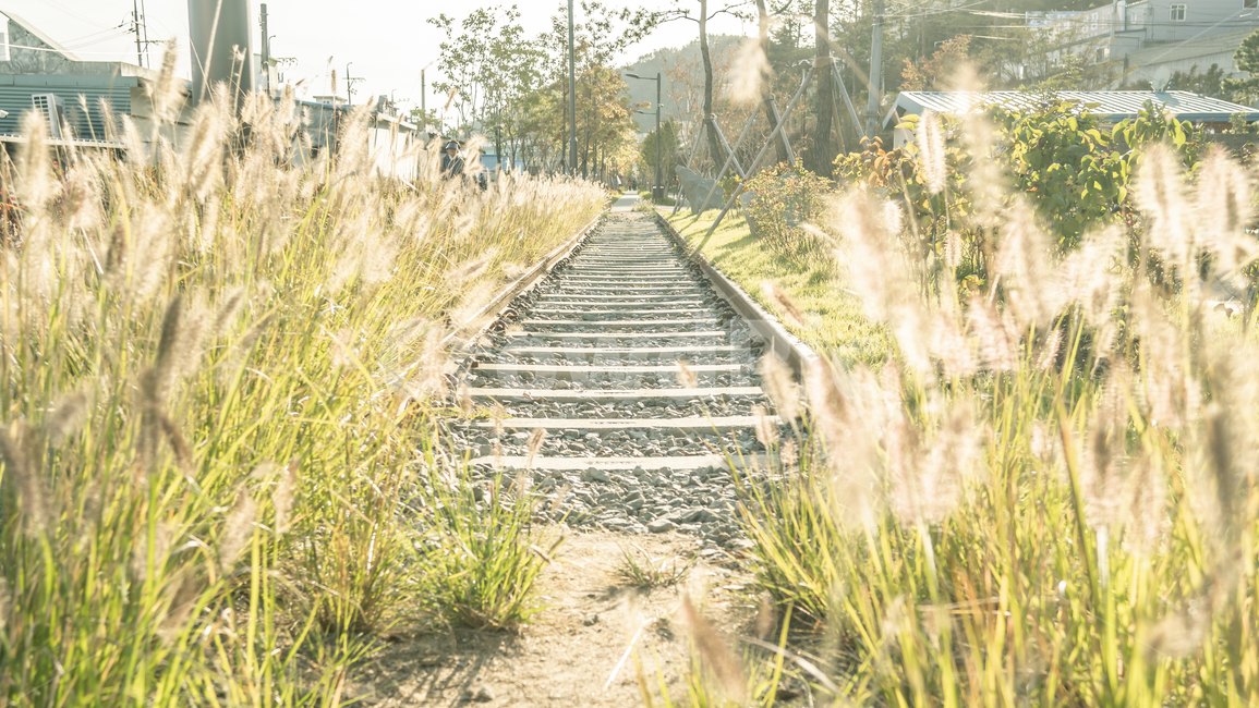 그린웨이,기찻길,갈대,railway,railroad,산책,가을,계절,fall,autumn,season,식물,자연,plants,nature,철도,train track,rail,레일,transportation,교통