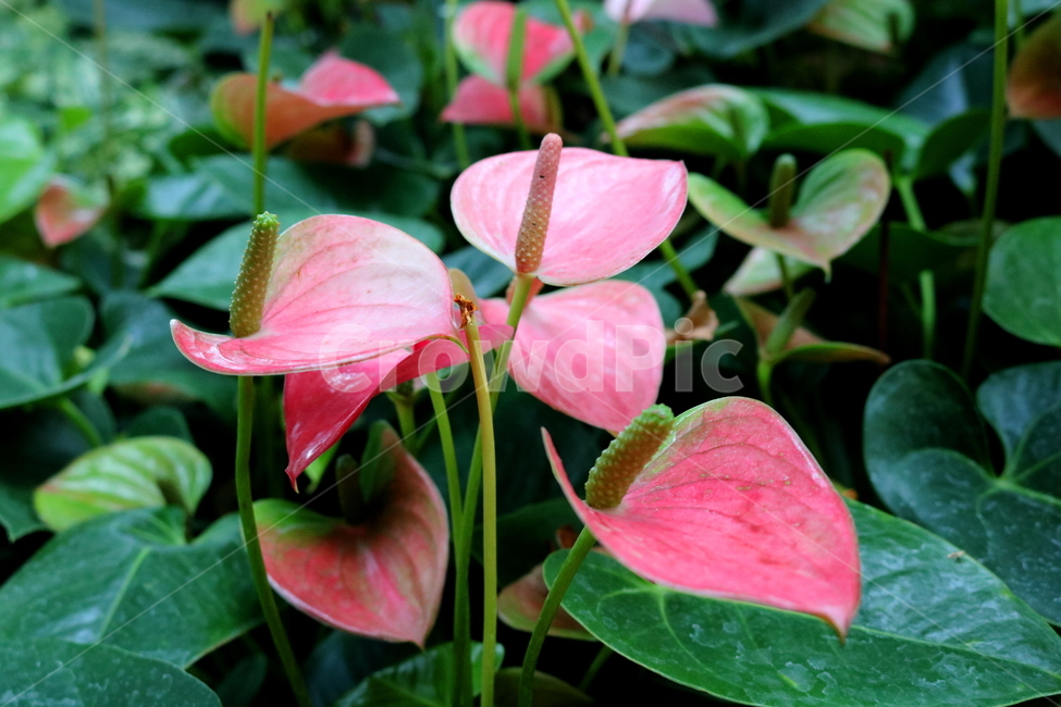 꽃,식물,안수리움,안수리움크리스탈리넘,안스리움,안투리움,관엽식물,열대식물,천남성과,자연