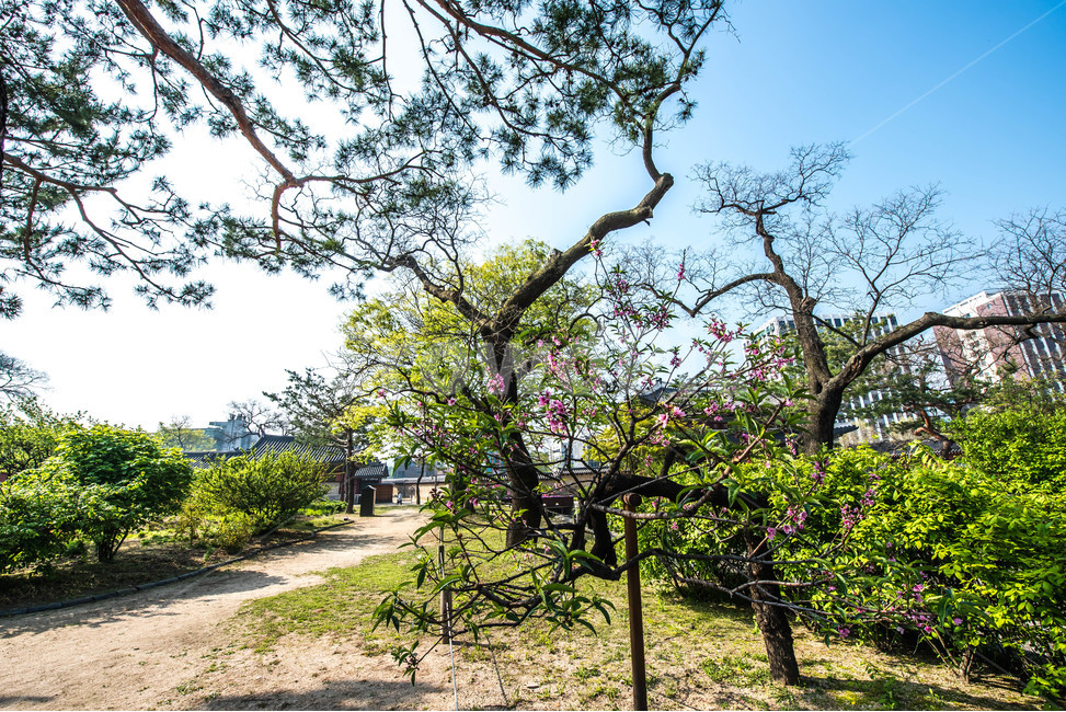 나무,푸른정원,푸른,봄,공원,산책,도시,풍경,city,landscape,한국도시풍경,한국도시경관,korea cityscape,식물,자연,plants,nature,나무,trees,wood,tree,plant,tree trunk,나무 줄기