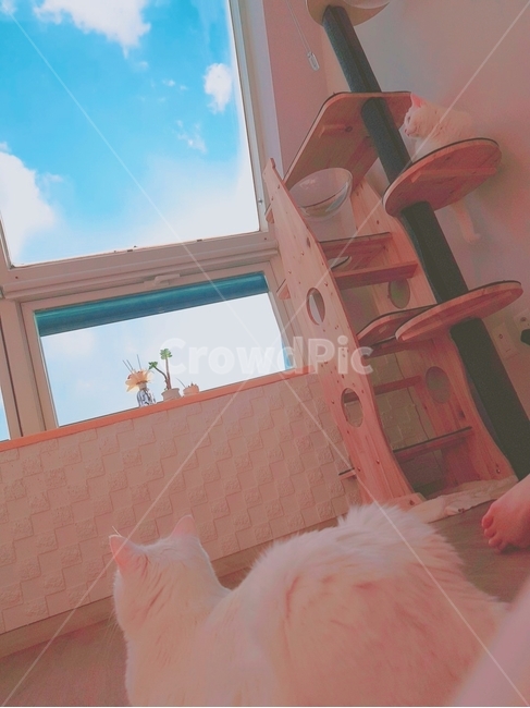 봄느낌,고양이,캣타워,평화로움,터키쉬앙고라,믹스묘,동물,animal,포유류,mammal,고양이,cat,kitten,kitty