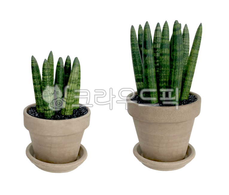 식물,다육식물,스투키,공기정화,공기정화식물,화분,토분,플랜테리어,plant,plants,stuckyi,flowerpot,pot,planterior