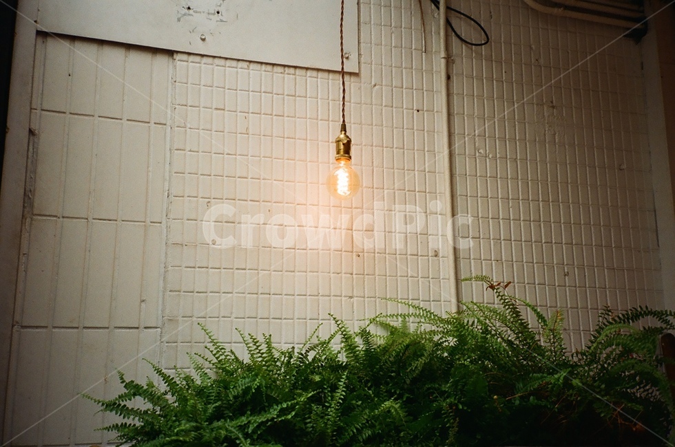 전구,꼬마전구,빛,감성,전등,분위기,mood,여름,벽돌,summer,풀,자연,필름