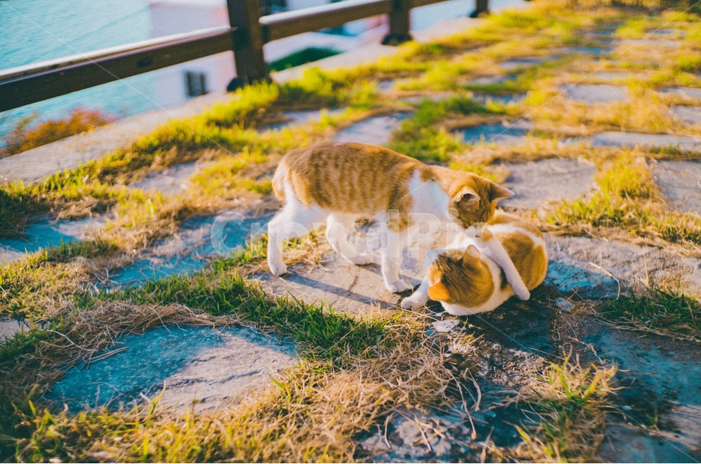 동물,고양이,길고양이,냐옹이,길거리,cat,동물,animal,포유류,mammal,고양이,cat,kitten,kitty