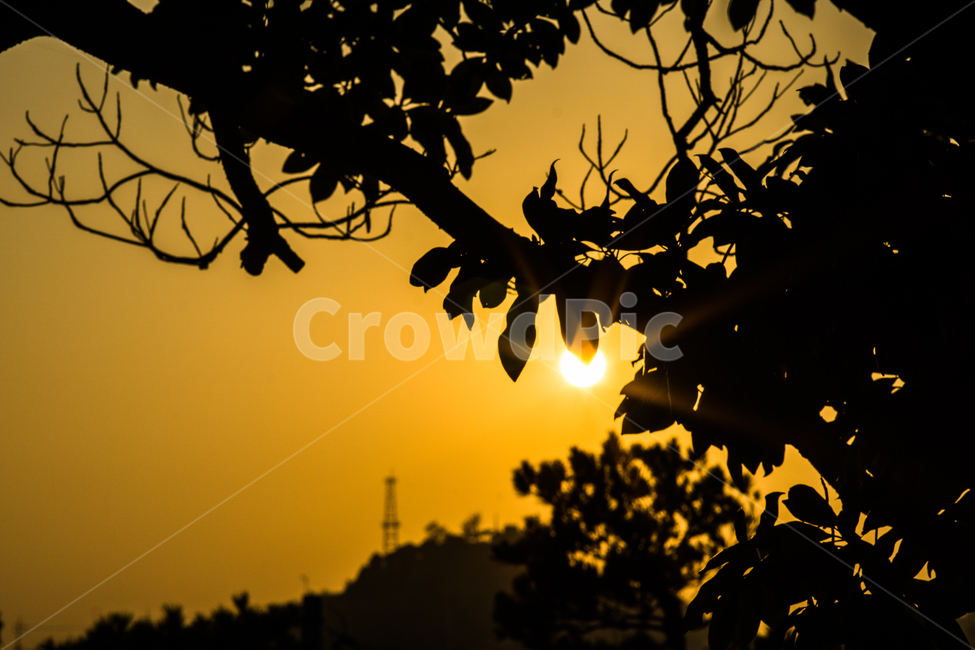 나무,저녁,노을,Tree,Sunset,식물,자연,plants,nature,실루엣,그림자,silhouette,shadow