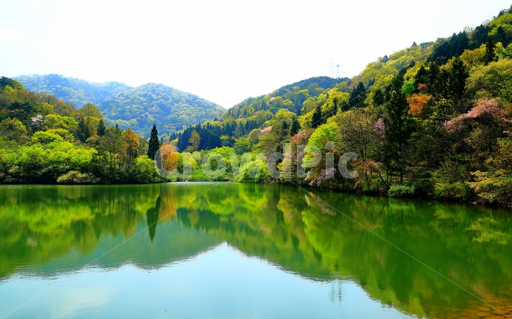 봄,세량지,물,저수지,화순,나무,화순가볼만한곳,반영,자연,자연,풍경,nature,landscape,한국자연풍경,한국자연경관,korea nature landscape,outdoors,옥외,water,lake,호수,tree,plant,식물