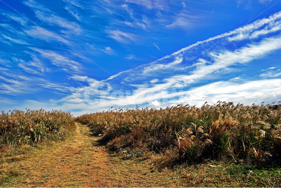 제주도,마라도,억새,가을,계절,푸른하늘,구름,자연,가을,계절,fall,autumn,season,ground,바닥,road,도로,dirt road,흙길,gravel,자갈,outdoors,옥외,nature