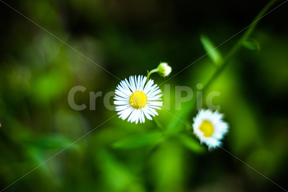 야생화,꽃,감성,wildflower,식물,자연,식생,생태,plants,nature,flower,민들레,식물,자연,plants,nature,꽃,flower