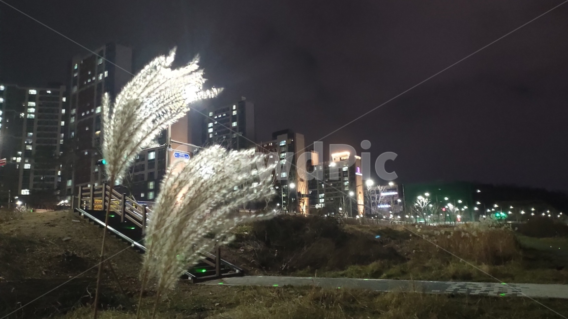 전주시,삼천천야경,야경,천변야경,도시천야경,삼천천,nature,자연,outdoors,옥외,flare,플레어,빛,light