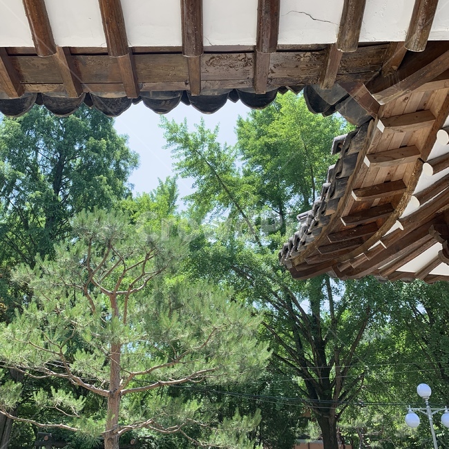 자연,나무,숲,기와,산책,여유