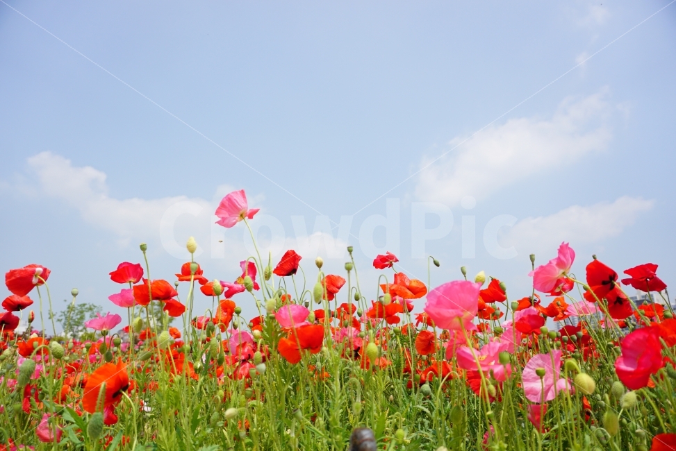 양귀비,양귀비꽃,꽃,태화강,울산,식물,자연,plants,nature,꽃,flower