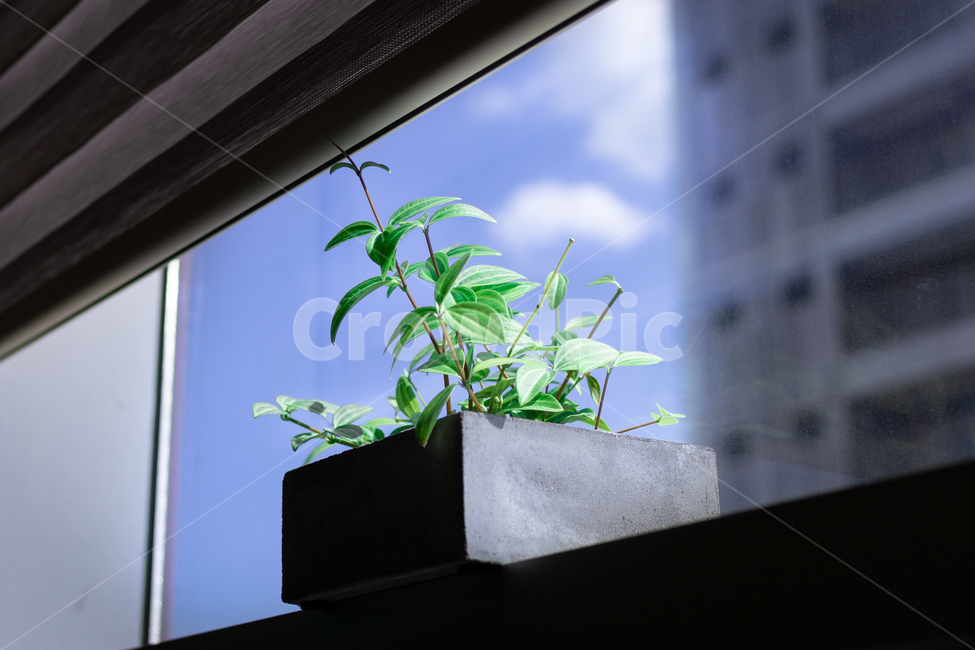 사무실,화분,하늘,창문,꽃,sky,창가,여름날,화창,식물,자연,plants,nature