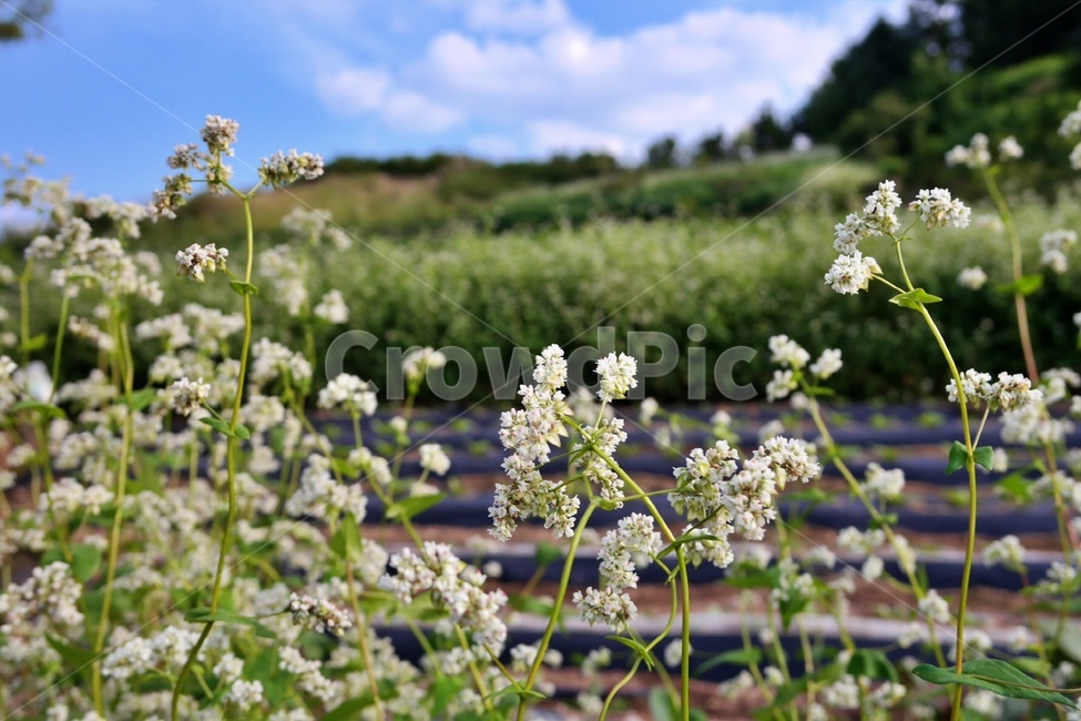 메밀꽃,여름꽃,메밀밭,흰꽃,작은꽃,flower,green,blossom,plant,식물,꽃,감성,싱그러운,시골풍경,시골,농촌,밭,농사,식물,자연,plants,nature,꽃,flower