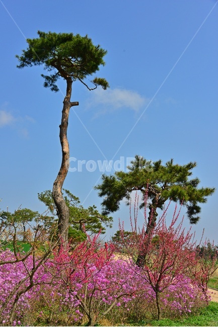plant,식물,outdoors,옥외,nature,자연,경치,경관,풍경,고창,학원농장,청보리밭,청보리밭축제,축제,소나무,진달래,진달래꽃