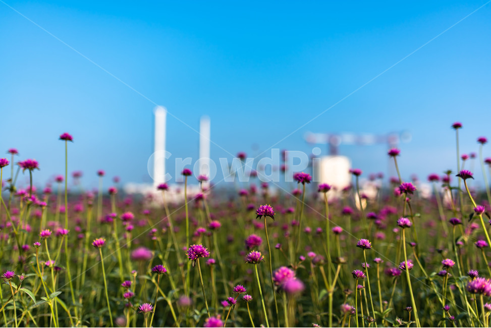 하늘,꽃,천일홍,자연,식물,식물,자연,plants,nature,꽃,flower