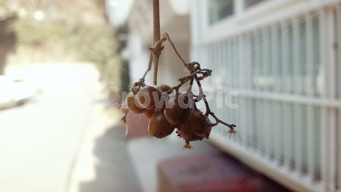 열매,아웃포커스,나무열매,감성사진,감성,과일,열매,fruit