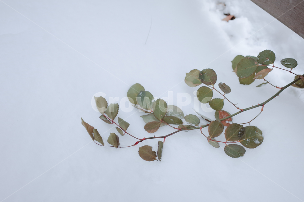 겨울,winter,눈,첫눈,snow,낙엽,나뭇잎,나무,얼음,ice,frozen,겨울,계절,winter,season