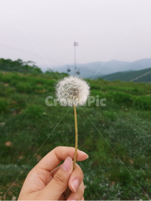 꽃,민들레,여름,flower,summer