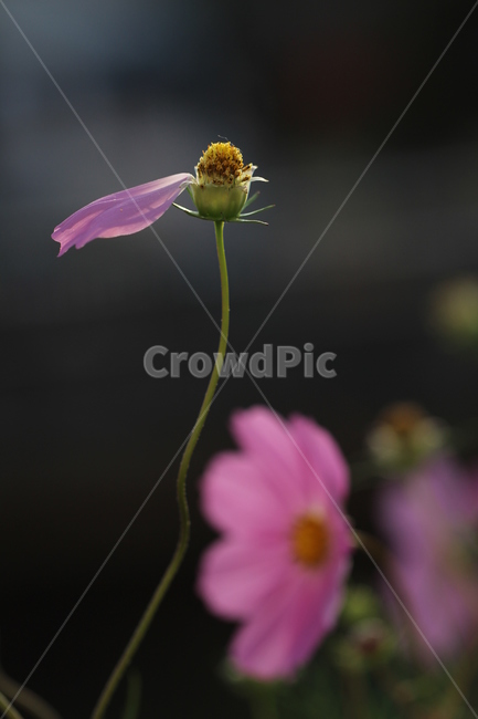 가을,코스모스,꽃,flower,cosmos,가을,계절,fall,autumn,season,식물,자연,plants,nature,꽃,flower,plant