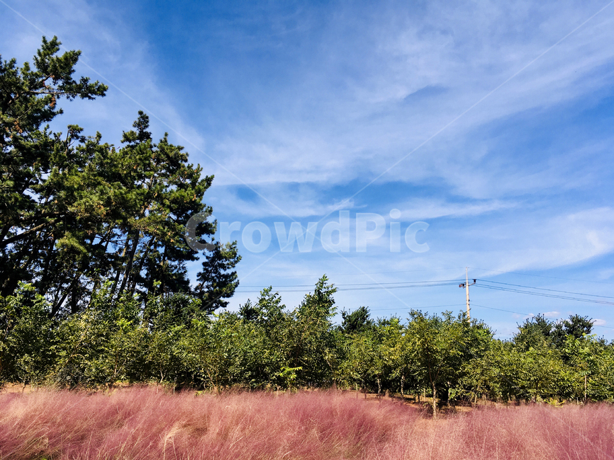 핑크뮬리,하늘,nature,자연,태안,tree,나무,plant,식물,outdoors,옥외,grassland,목초지,field,들,자연,풍경,nature,landscape