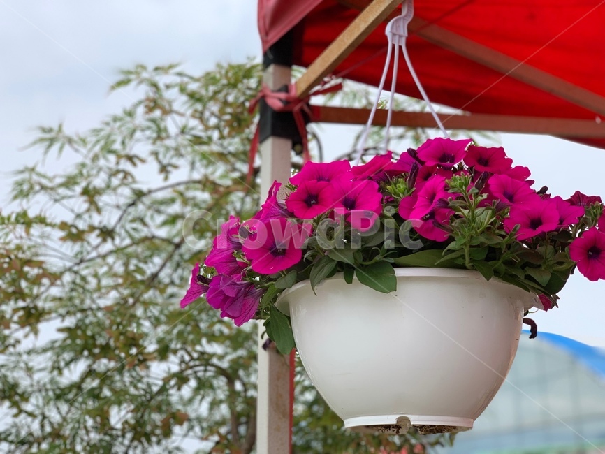 제라늄,plant,식물,flower,꽃,geranium,핑크색,pink,blossom,화단,정원,gareden