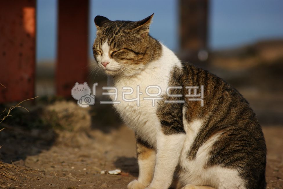 wild animals,stain,spotted,stray cat,mammal,cat,snooze,doze,nap,straycat,sleepy,napping,pet,Sleepy,companionanimal,wildanimal,outdoor,afternoon,Pets,animal,tabby,wild,mammalia,daytime