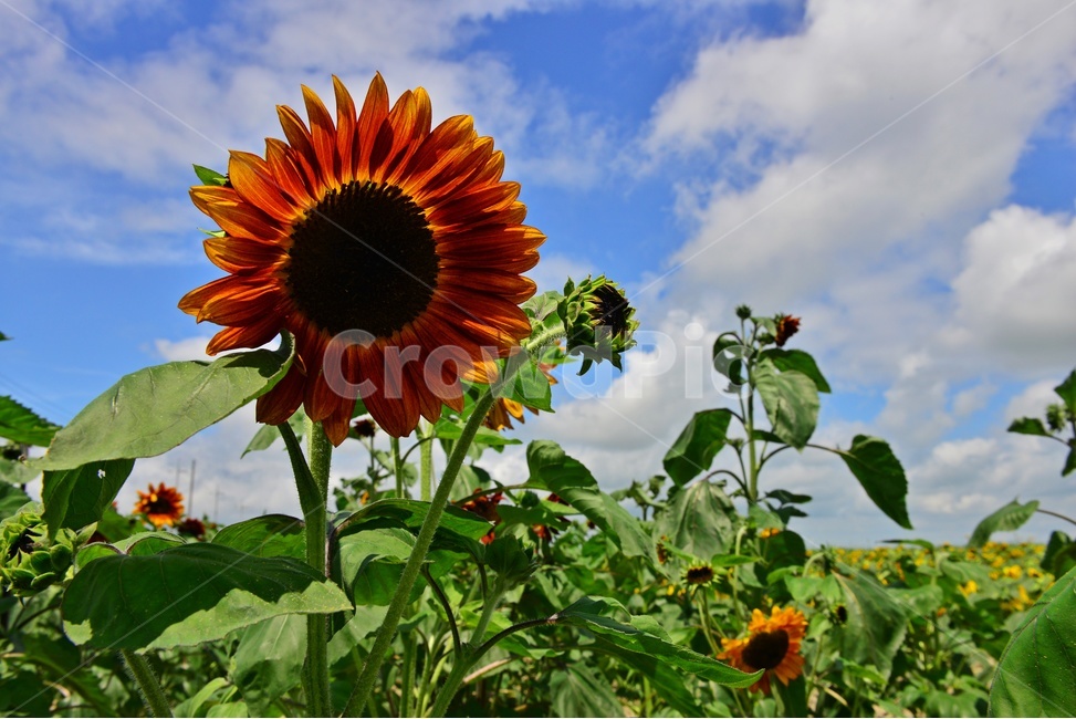plant,식물,flower,blossom,꽃,sunflower,해바라기,날씨,구름,하늘,해남,마산,간천지,간척지해바라기밭,해바라기밭,마산해바라기밭