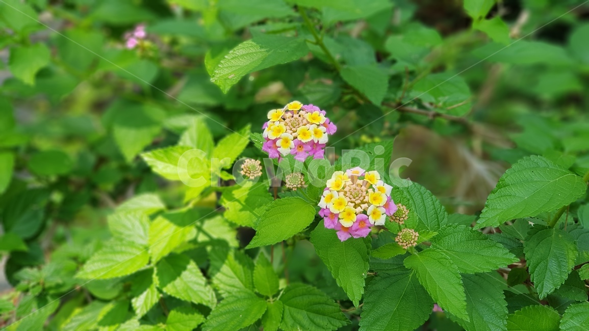 꽃,수국,자연,식물,산수국,flower,식물,자연,plants,nature,꽃,flower