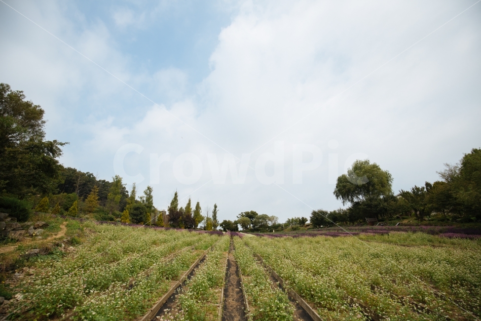 가을,하늘,풍경,식물,감성,자연,풍경,nature,landscape,outdoors,옥외,tree,나무,plant