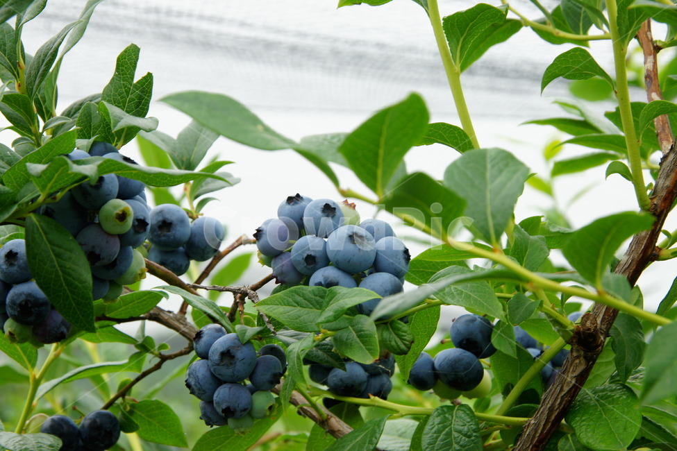 블루베리,체험,농장,하우스,보라색,과일,열매,fruit
