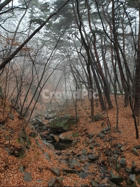 배경,가을,단풍,나무,숲