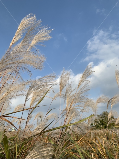 plant,식물,갈대,reed,억새,가을,계절,fall,autumn,season,grass,잔디,lawn