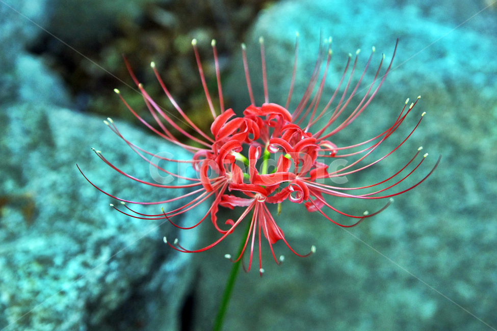 꽃무릇,석산,redspiderlily,가을,빨간꽃,독무릇,상사화류,계절,식물,자연,plants,nature,꽃,flower