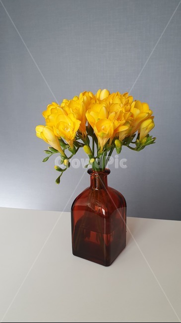 프리지아,꽃,노란색,시약병,꽃병,봄꽃,화병,freesias,flower,spring,bottle,vase