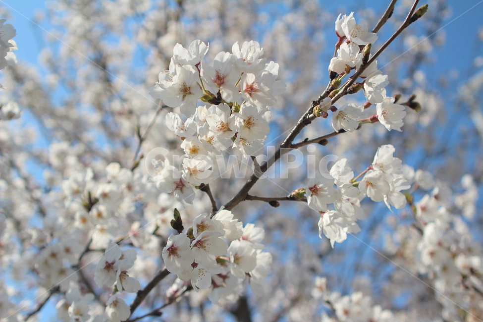 plant,식물,blossom,flower,꽃,벚꽃